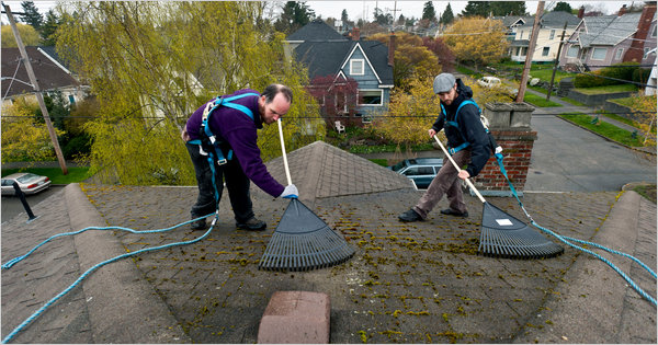 Roof Moss Removal Services in Coalfield WA