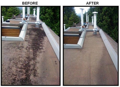 Roof cleaning company Abbotsford
