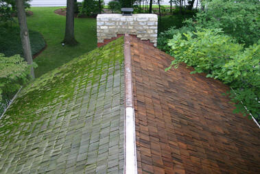 Roof Moss removal Langley BC